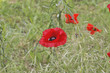 Coquelicot Coquelicot