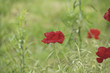 Coquelicot Coquelicot