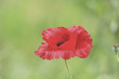 Coquelicot Coquelicot