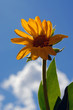 Pretty Daisy