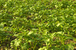Potato plants in sunset