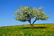 Apple tree