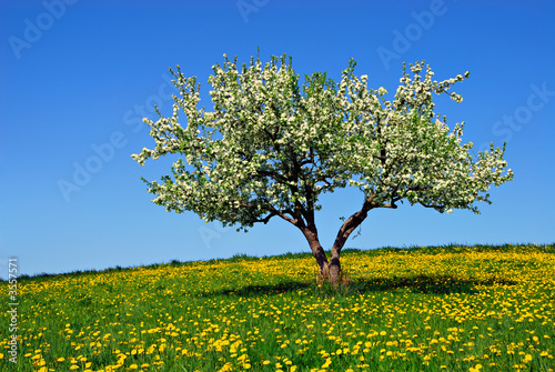 Photo: Apple tree Apple tree