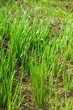 Onion plants in sunset