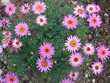 Daisy like flowers