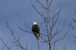 American Eagle in tree American Eagle in tree