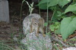Baby Squirrel on a Rock