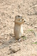 hungry prarie dog
