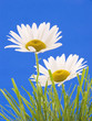Daisies