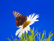 Butterfly on flower