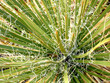 A Desert Native