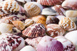 Colorful shell background