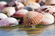Colorful shells on a glass surface in bright sun