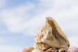 Large conch shell