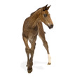 Foal in front of a white background