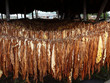 drying tobacco