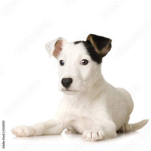 puppy Jack russel in front of a white background