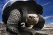 Gorgeous turtle
