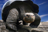 Gorgeous turtle - Fine Art prints