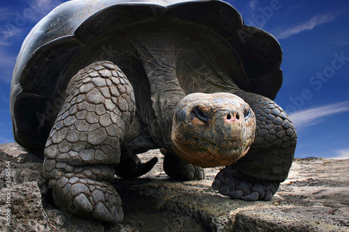 Gorgeous turtle