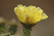 Cactus Flower