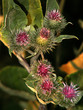 thistle