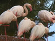 Photo: Flamingos Flamingos