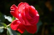 Foto: Rose_2 Rose_2