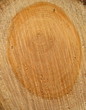 tree bark background