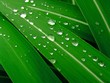 grass