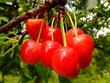 Sweet cherry