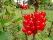 currant