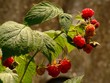 raspberry