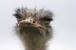 Ostrich 8