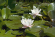 white waterlilies blooming in pond