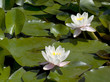 white waterlilies blooming in pond