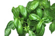 Basil - For your cooking, for your feeling