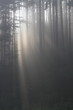 fog in forest