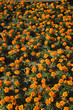 Orange Tagetes
