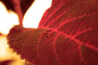 Das rote Blume und Wasser / Red flower and water