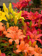 lily