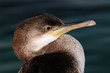 Cormorano in Sardegna