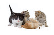 four kitten brothers laying  in front of a white background