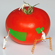 chantier tomate