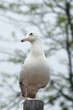 European Herring Gull