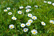 eine Wiese voll mit Gänseblümchen