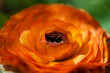 eine rote Blume