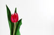 Single Tulip Single Tulip