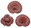 Red reishi Red reishi