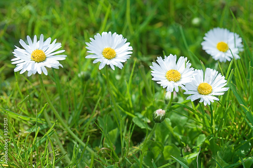 fünf Gänseblümchen auf der Wiese